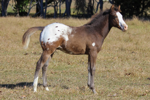 Arab x Appaloosa Mare